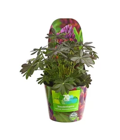 Lupine, Verschiedene Farben -Gartenbedarf Geschäft 8029027 PR FS 006 LupineWestcountryPotcoverT19DehnerExpressHerzig
