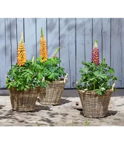 Lupine, Verschiedene Farben