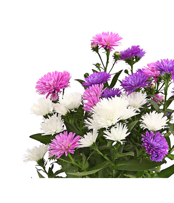 Glattblatt-Aster Trio 2 Glattblatt-Aster Trio – Bild 2