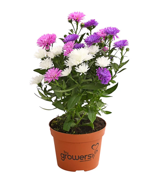 Glattblatt-Aster Trio 1 Glattblatt-Aster Trio