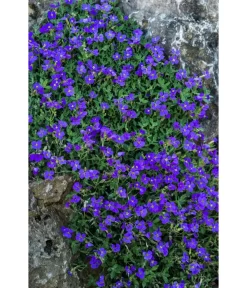 Blaukissen -Gartenbedarf Geschäft 8030793 WE DE 001 AubrietaBlaukissenLucknerMai2015