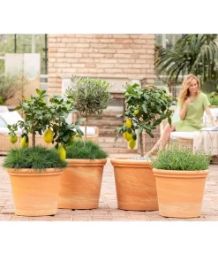 Spang Terrakotta-Topf Toscana, Rund -Gartenbedarf Geschäft 8037780 7120942 8092108 3697612 WE MO 001 SpaetsommerTerrasseCitrusOliveLavandulaFestuca
