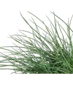 Blauschwingel 'Cool As Ice' 5 Blauschwingel 'Cool As Ice' -Gartenbedarf Geschäft 8042558 WE DE 001 FestucaCinereaCoolAsIceBlauschwingelT14