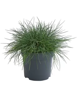 Blauschwingel 'Cool As Ice'