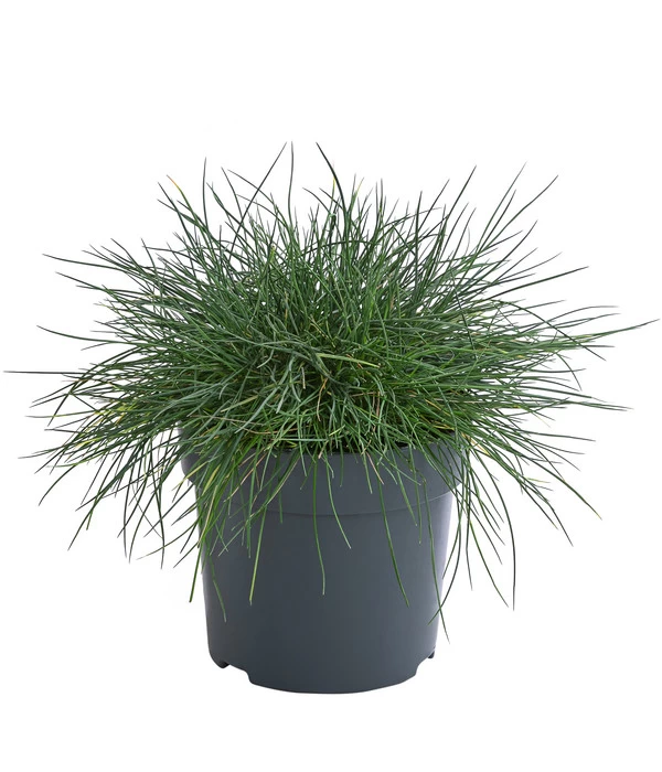 Blauschwingel 'Cool As Ice' 1 Blauschwingel 'Cool As Ice'