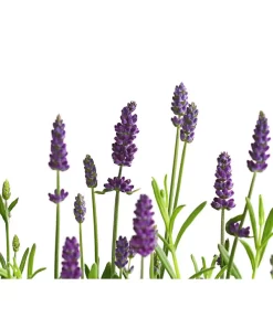 Lavendel -Gartenbedarf Geschäft 8092108 PR DE 001 LavandulaAngustifoliaLavendelT13DehnerExpressHerzig