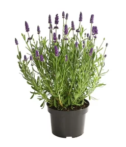 Lavendel