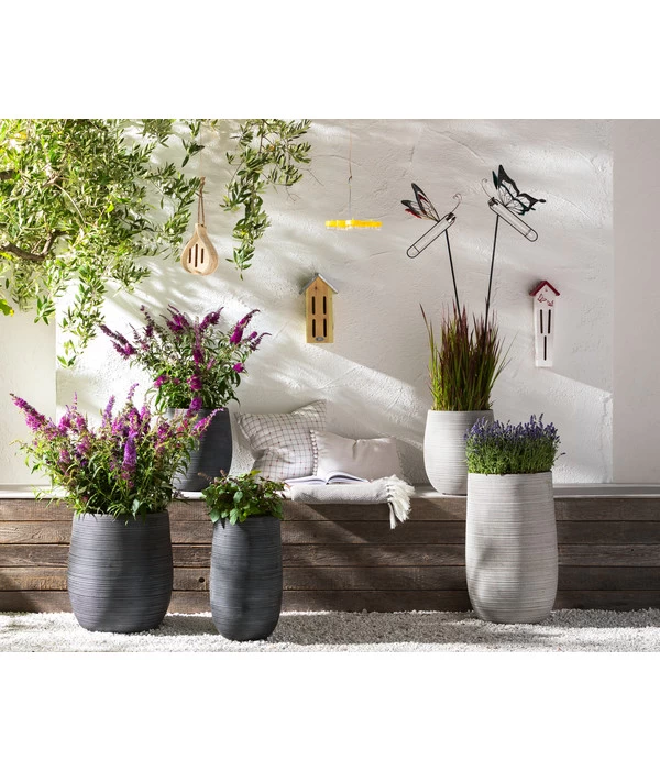 Dehner Gourmet Garten Strauchbasilikum 'Magic Blue' 2 Dehner Gourmet Garten Strauchbasilikum 'Magic Blue' – Bild 2