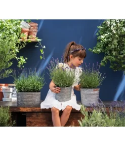 Duftlavendel, 6er-Schale -Gartenbedarf Geschäft 8092108 WE MO 03 LavendelT13 GC14 2020 02