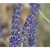 Lavendel 'Silver Sands'