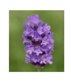 Lavendel 'No. 9' 8 Lavendel 'No. 9' -Gartenbedarf Geschäft 8094070 PR DE 001 DownderryNo9Helix