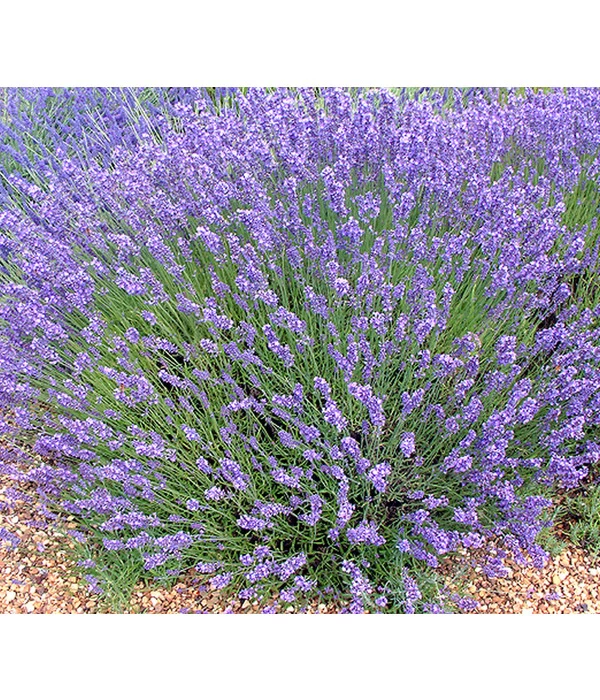 Lavendel 'No. 9' 1 Lavendel 'No. 9'