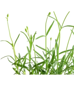 Lavendel 'No. 9' 9 Lavendel 'No. 9' -Gartenbedarf Geschäft 8094070 WE DE 001 LavandulaAngustifoliaNO9LavendelT13