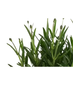 Lavendel 'Royal Blue' -Gartenbedarf Geschäft 8097545 WE DE 001 LavendelRoyalBlue1L