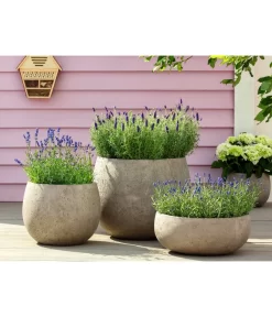 Lavendel 'Royal Blue' -Gartenbedarf Geschäft 8097545 WE MO 001 LavendelRoyalBlue