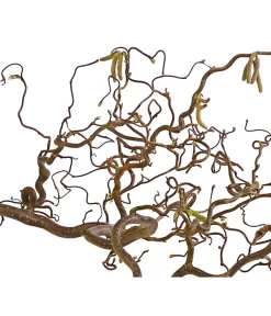 Bio Korkenzieherhasel -Gartenbedarf Geschäft 8149072 WE DE 001 KorkenzieherhaselBio80 100cmDehnerExpressHerzig