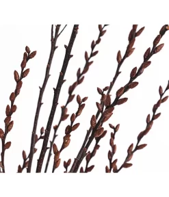 Sumpfkätzchen-Bund, Ca. 80-100 Cm 7 Sumpfkätzchen-Bund, Ca. 80-100 Cm -Gartenbedarf Geschäft 8149254 PR DE 001 SumpfkaetzchenBundNaturDehnerExpressHerzig