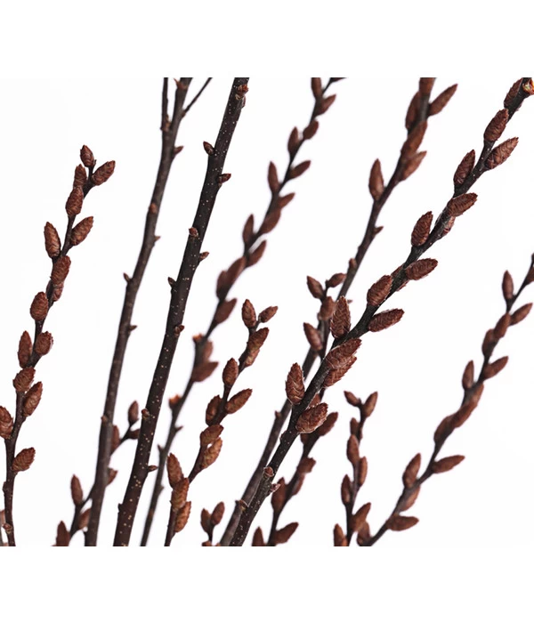 Sumpfkätzchen-Bund, Ca. 80-100 Cm 4 Sumpfkätzchen-Bund, Ca. 80-100 Cm – Bild 4