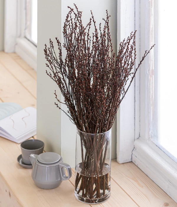 Sumpfkätzchen-Bund, Ca. 80-100 Cm 3 Sumpfkätzchen-Bund, Ca. 80-100 Cm – Bild 3