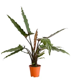 Pfeilblatt - Alocasia Lauterbachiana