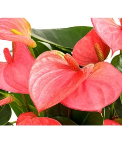 Große Flamingoblume - Anthurium Andreanum, Rosa 5 Große Flamingoblume - Anthurium Andreanum, Rosa -Gartenbedarf Geschäft 8202855 PR DE 001 AnthurieAnthuriumAndreanumPinkChampionT21DehnerExpressHerzig