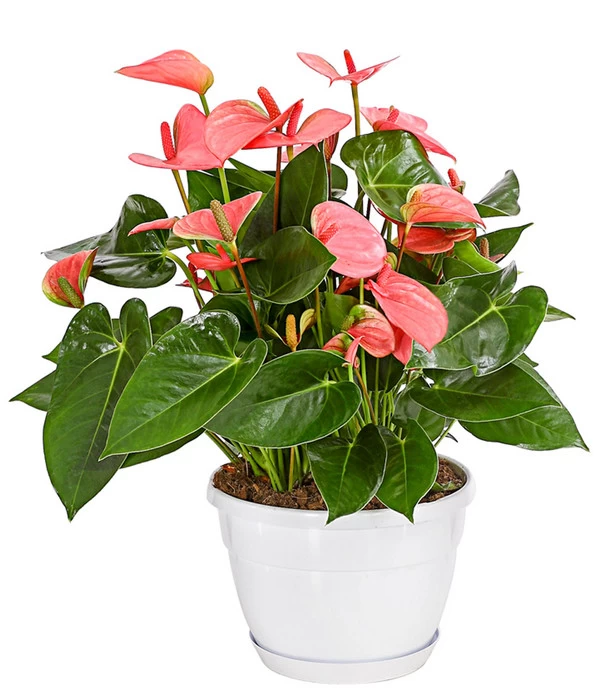 Große Flamingoblume - Anthurium Andreanum, Rosa 1 Große Flamingoblume - Anthurium Andreanum, Rosa