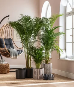 Dehner Holz-Übertopf Luna, Rund, Hellbraun -Gartenbedarf Geschäft 8203598 WE MO 001 DypsisLutescensT19 GC01 2022