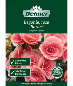 Elatior-Begonie - Begonia Elatior 'Borias®' -Gartenbedarf Geschäft 8208209 BegonieBoriasrosa Etikett 1