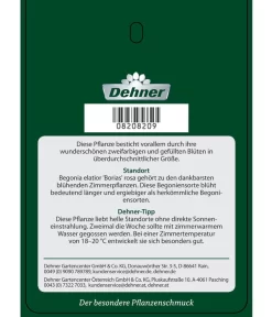 Elatior-Begonie - Begonia Elatior 'Borias®' -Gartenbedarf Geschäft 8208209 BegonieBoriasrosa Etikett 2