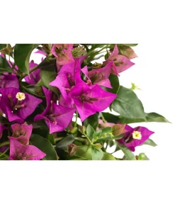 Drillingsblume, Pyramide/Spalier -Gartenbedarf Geschäft 8209165 WE DE 001 DrillingsblumeT15