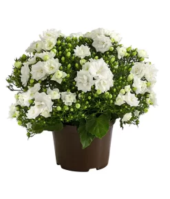 Glockenblume - Campanula Haylodgensis 'White Like Mee®'