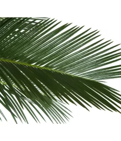 Sagopalmfarn - Cycas Revoluta -Gartenbedarf Geschäft 8216236 BildD 001 PalmfarnCycasRevoluta45
