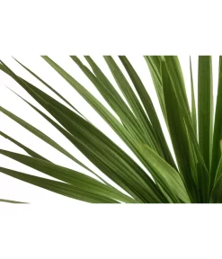 Keulenlilie - Dracaena Indivisa -Gartenbedarf Geschäft 8216277 WE DE 001 DracaenaIndivisaT20 Keulenlilie