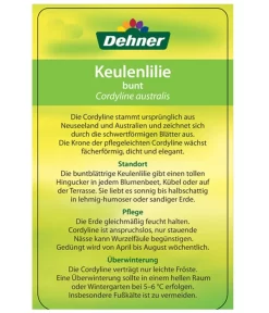 Keulenlilie - Cordyline Australis Variegata -Gartenbedarf Geschäft 8216368 CorylineBuntEtikett2