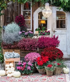 Knospenheide 'Hilda®' -Gartenbedarf Geschäft 8217481 WE MO 001 AlpenveilchenRot Herbststory