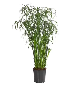 Zypergras - Cyperus Glaber