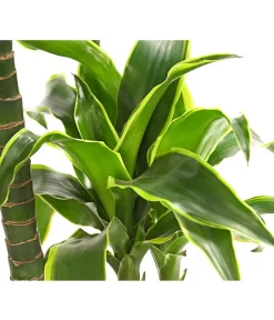 Drachenbaum - Dracaena Deremensis 'Dorado' -Gartenbedarf Geschäft 8221707 WE DE 001 DrachenbaumDracaenaDeremensis2erTuffT19OWDehnerExpressHerzig