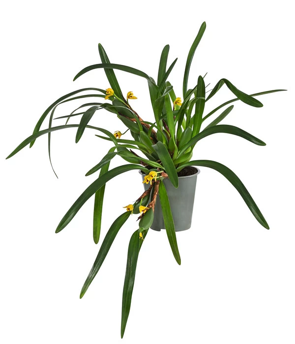 Orchidee - Maxillaria Variabilis 1 Orchidee - Maxillaria Variabilis
