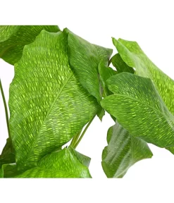 Korbmarante - Calathea Mosaica -Gartenbedarf Geschäft 8242844 PR DE 001 CalatheaMosaicaT14DehnerExpressHerzig