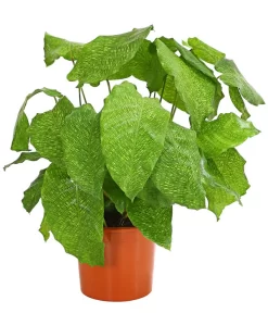 Korbmarante - Calathea Mosaica