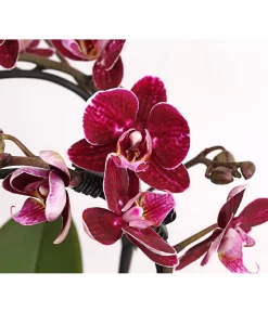 Midi Schmetterlingsorchidee - Phalaenopsis Cultivars, Zweitriebig, Verschiedene Sorten 16 Midi Schmetterlingsorchidee - Phalaenopsis Cultivars, Zweitriebig, Verschiedene Sorten -Gartenbedarf Geschäft 8245052 PR DE 001 PhalaenposisHybrideT9DehnerExpressHerzig