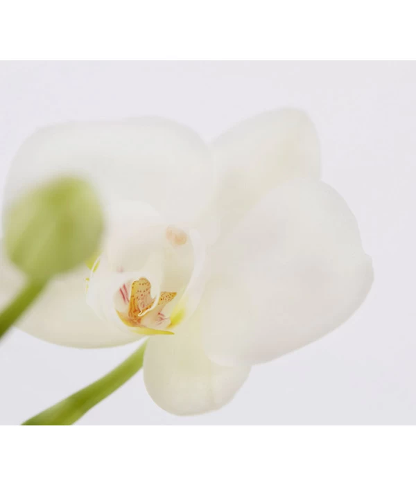 Midi Schmetterlingsorchidee - Phalaenopsis Cultivars, Zweitriebig, Verschiedene Sorten 7 Midi Schmetterlingsorchidee - Phalaenopsis Cultivars, Zweitriebig, Verschiedene Sorten – Bild 7
