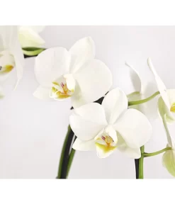 Midi Schmetterlingsorchidee - Phalaenopsis Cultivars, Zweitriebig, Verschiedene Sorten 17 Midi Schmetterlingsorchidee - Phalaenopsis Cultivars, Zweitriebig, Verschiedene Sorten -Gartenbedarf Geschäft 8245052 PR DE 002 PhalaenposisHybrideT9DehnerExpressHerzig