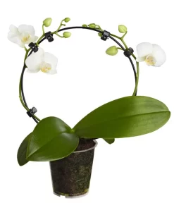 Midi Schmetterlingsorchidee - Phalaenopsis Cultivars, Zweitriebig, Verschiedene Sorten 12 Midi Schmetterlingsorchidee - Phalaenopsis Cultivars, Zweitriebig, Verschiedene Sorten -Gartenbedarf Geschäft 8245052 PR FS 001 PhalaenposisHybrideT9MidiOrchideeDehnerExpressZS