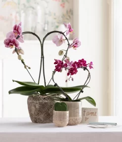 Midi Schmetterlingsorchidee - Phalaenopsis Cultivars, Zweitriebig, Verschiedene Sorten 13 Midi Schmetterlingsorchidee - Phalaenopsis Cultivars, Zweitriebig, Verschiedene Sorten -Gartenbedarf Geschäft 8245052 WE MO 001 SchmetterlingsorchideeMidi