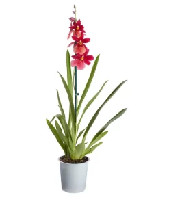 Burrageara-Orchidee - Burrageara Cultivars 'Nelly Isler'