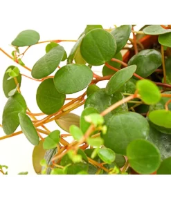 Peperomie - Peperomia 'Pepperspot' 7 Peperomie - Peperomia 'Pepperspot' -Gartenbedarf Geschäft 8252173 PR DE 001 PeperomiaZwergpfefferPepperspotDehnerExpressHerzig
