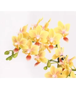 Duft-Orchidee - Phalaenopsis-Hybride 'Flacon Solaire' -Gartenbedarf Geschäft 8257909 WE DE 001 SchmetterlingsorchideePhalaenopsisDuftT12DehnerExpressHerzig