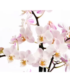Duft-Orchidee - Phalaenopsis-Hybride 'Flacon Solaire' -Gartenbedarf Geschäft 8257909 WE DE 002 SchmetterlingsorchideePhalaenopsisDuftT12DehnerExpressHerzig