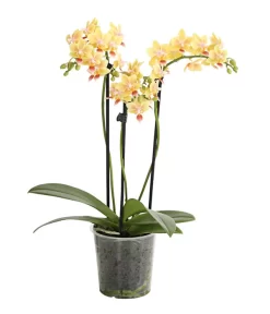 Duft-Orchidee - Phalaenopsis-Hybride 'Flacon Solaire'